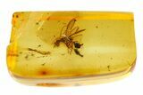 Detailed Fossil Flying Wasp (Bethylidae) In Baltic Amber #357909-1